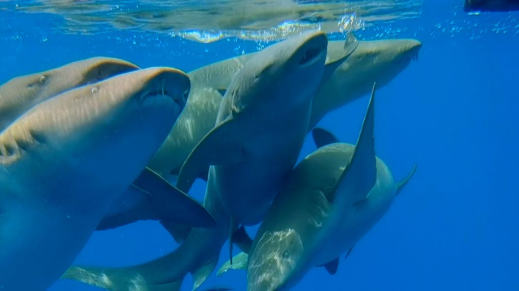 requin